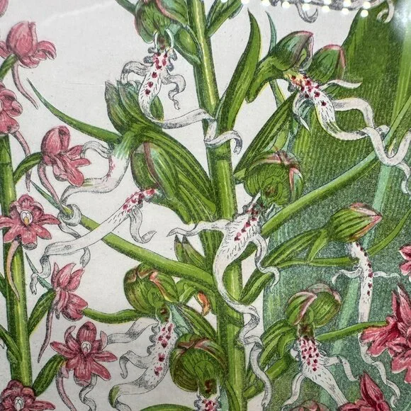 Vintage Botanical Art Print Pink Flower Wood Frame Anne Pratt 1855 Floral Matted - Picture 4 of 8